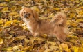 Animals life. Tibetan spaniel portrait