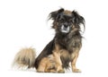 Tibetan spaniel sitting in front of white background