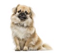 Tibetan Spaniel sitting, 2 years old ,