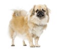 Tibetan Spaniel standing, , 2 years old