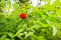 Tibetan strawberry with green leaves in nature