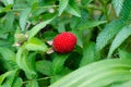 Tibetan strawberry raspberry, berry