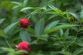 Tibetan strawberry-raspberry, berry. Roseleaf Rubus rosifolius. Close up on background of leaves