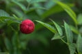 Tibetan strawberry-raspberry, berry. Roseleaf Rubus rosifolius. Close up on background of leaves