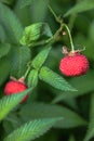 Tibetan strawberry-raspberry, berry. Roseleaf Rubus rosifolius. Close up on background of leaves