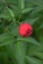 Tibetan strawberry-raspberry, berry. Roseleaf Rubus rosifolius. Close up on background of leaves