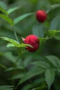 Tibetan strawberry-raspberry, berry. Roseleaf Rubus rosifolius. Close up on background of leaves