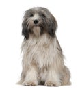 Tibetan Terrier, 1 year old, sitting