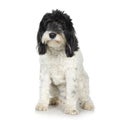 Tibetan Terrier (3 years)