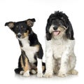 Tibetan Terrier (3 years) and puppy Border Collie Royalty Free Stock Photo