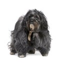 Tibetan Terrier (6 years) Royalty Free Stock Photo