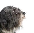 Tibetan Terrier (7 years) Royalty Free Stock Photo
