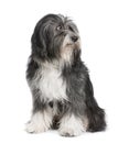 Tibetan Terrier (7 years)