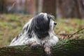 Tibetan terrier dog laying on a tree trunk in forest and is covered in mud