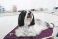 Tibetan terrier dog lying on the grooming table after washing