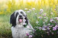 Tibetan terrier dog sitting outside among wildflowers