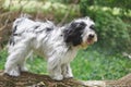 Tibetan terrier dog standing on fallen tree trunk in forest