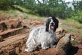 Tibetan terrier dog stands calmly on mountain cliff