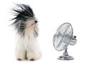 Tibetan terrier and fan Royalty Free Stock Photo