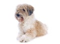 Tibetan terrier