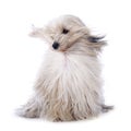 Tibetan terrier Royalty Free Stock Photo