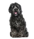 Tibetan Terrier isolated on white