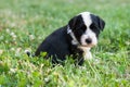 Tibetan Terrier puppy