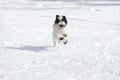 Tibetan terrier puppy running in the snow