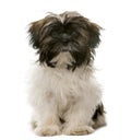 Tibetan Terrier sitting Royalty Free Stock Photo