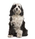 Tibetan Terrier sitting, isolated Royalty Free Stock Photo