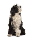 Tibetan Terrier sitting, isolated Royalty Free Stock Photo