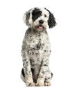 Tibetan Terrier sitting, 10 months old, isolated Royalty Free Stock Photo