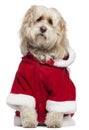 Tibetan Terrier wearing Santa outfit Royalty Free Stock Photo