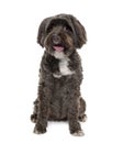 Tibetan Terrier, 3 years old Royalty Free Stock Photo