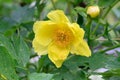 Tibetan tree peony Paeonia lutea var. ludlowii a golden-yellow flower