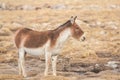 Tibetan Wild Ass, Equus kiang