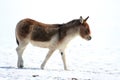 Tibetan wild (Equus kiang) Royalty Free Stock Photo