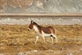Tibetan Wild Ass, Equus kiang, Hanle, Jammu Kashmir Royalty Free Stock Photo