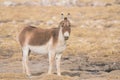 Tibetan Wild Ass, Equus kiang