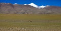 Tibetan wild donkeys graze under snowy mountains