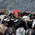 Tibetan woman with goats from Dolpo, Nepal