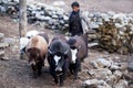 Tibetan woman in national clothes with yaks