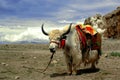 Tibetan Yak Royalty Free Stock Photo