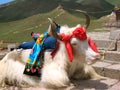 Tibetan Yak Royalty Free Stock Photo