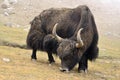 Tibetan yak Royalty Free Stock Photo