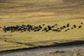 Tibetan yak on grass field with farmer ride on horses Royalty Free Stock Photo