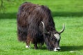 Tibetan Yak Grazing