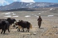 Tibetan Yak man following his group of yaks in the Himalayas. Ti