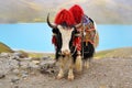 Tibetan Yak at Namtso Lake near Lhasa Royalty Free Stock Photo