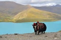 Tibetan Yak at Namtso Lake near Lhasa Royalty Free Stock Photo